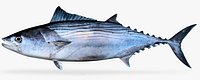 Striped Bonito