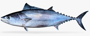 Striped Bonito