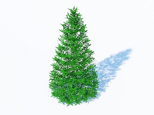 Taxus Media-Pyramidal