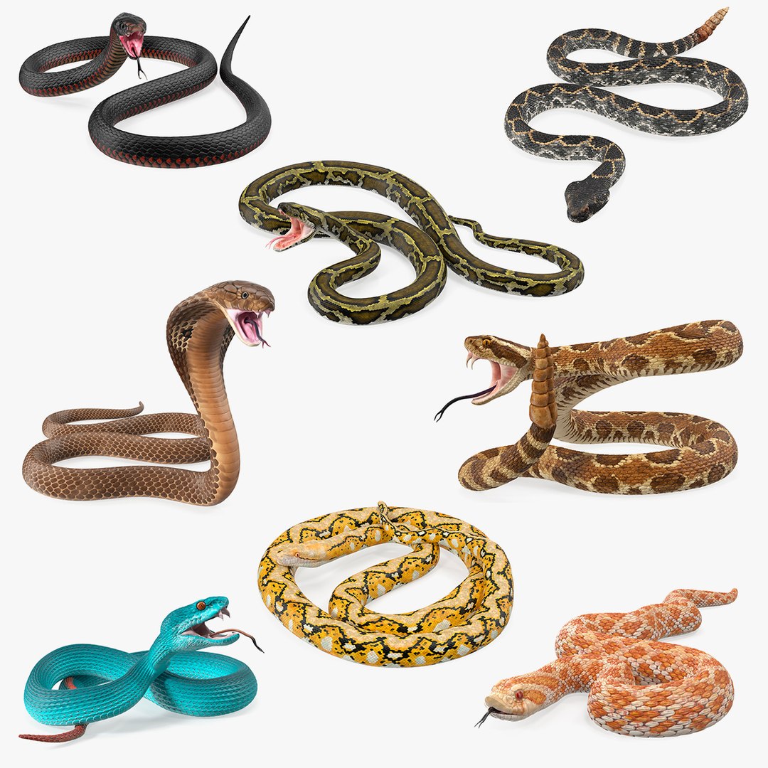 Snakes Big Collection 3D model preview