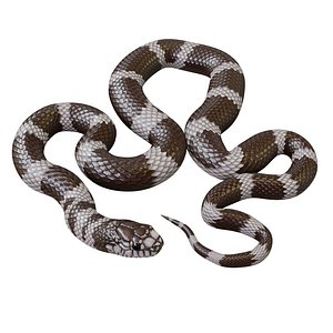 Animated California Kingsnake