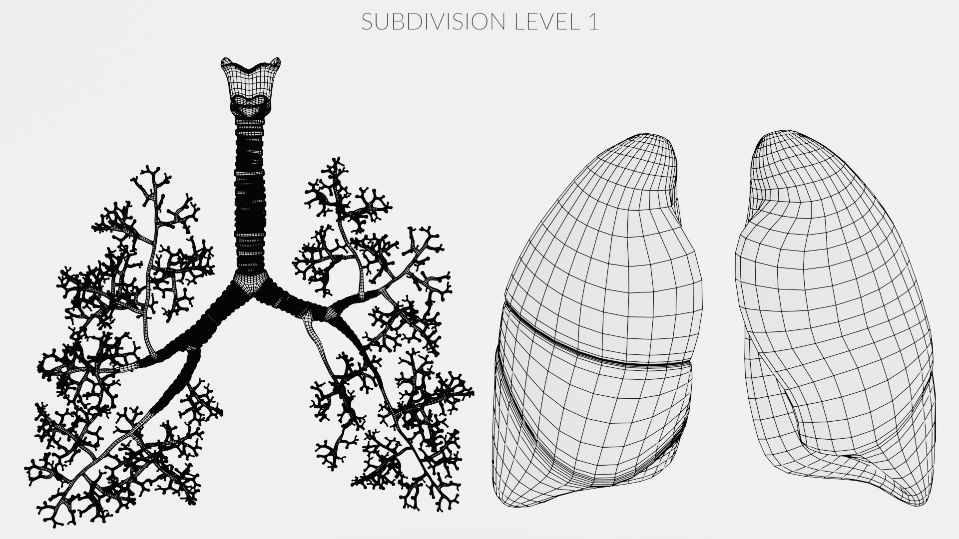 Smoker Lungs 3D model TurboSquid 1839098