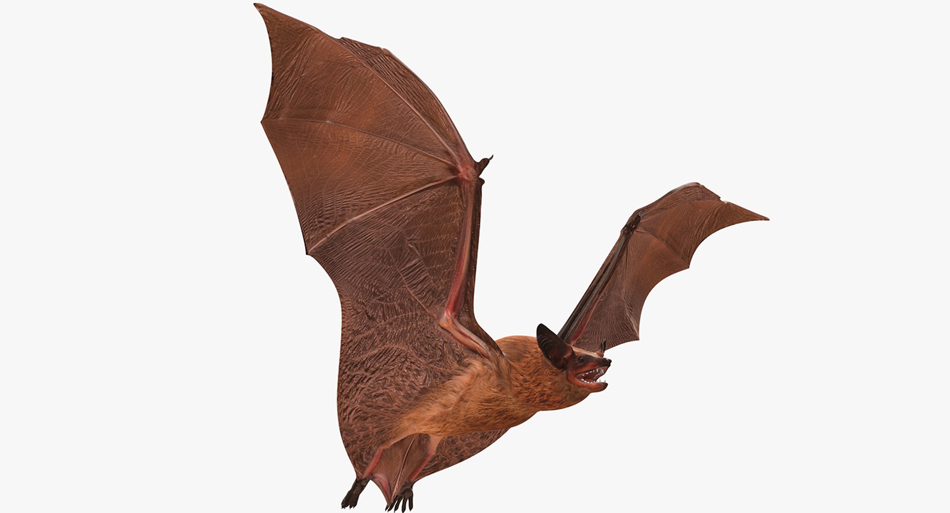 Flying Bat 3D model preview