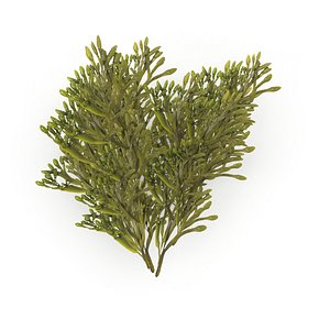 Egg Wrack seaweed H2 3D