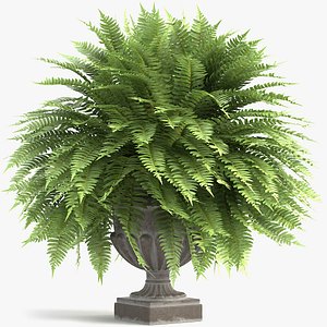 3D fern