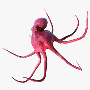 Octopus Vulgaris Animated Rigged for Blender