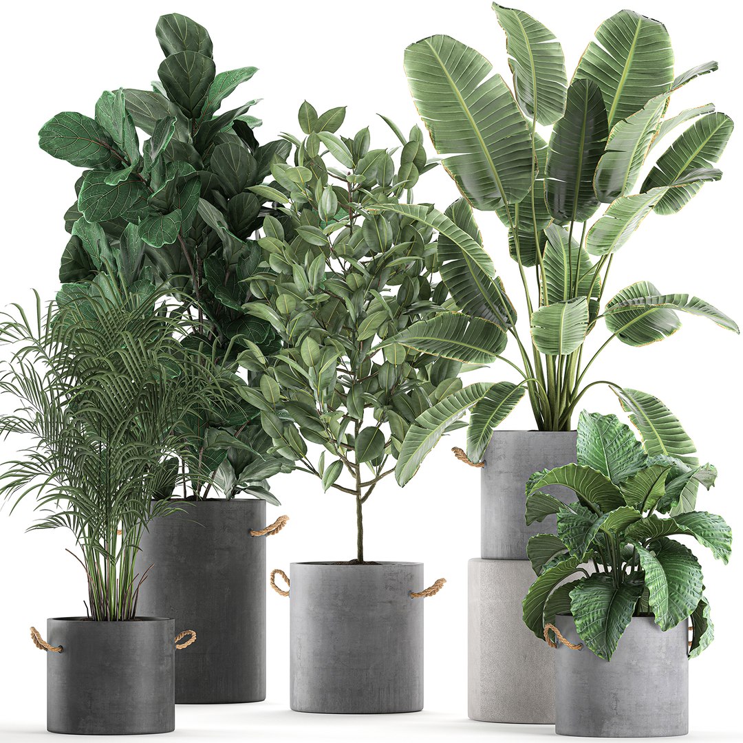 3D Decorative Plants Interior Flowerpots - TurboSquid 1584030