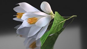 white flower styrax 3D model