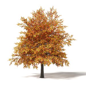 Common Oak 3D Model 4.5m