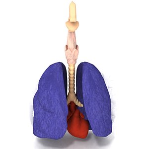 Esophagus Lungs & Heart Female