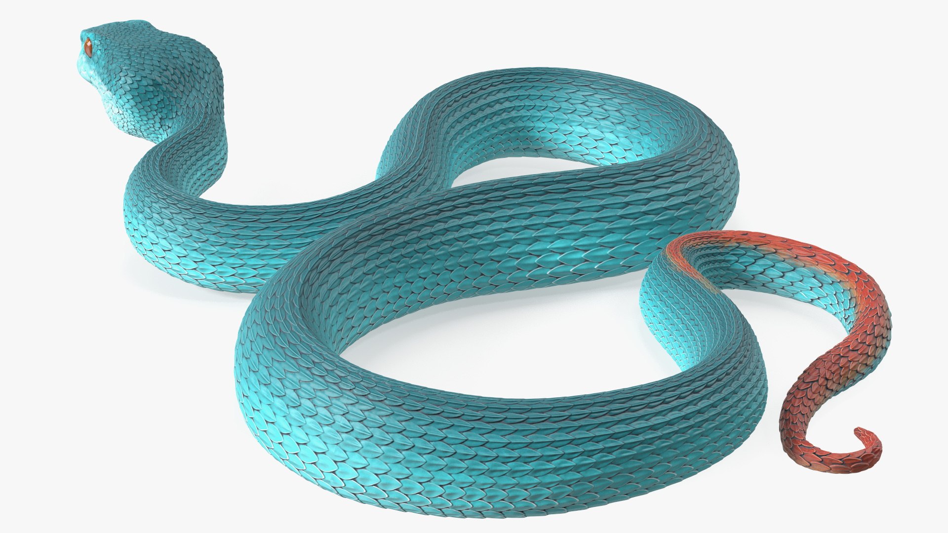 3D model Creeping Blue Viper Trimeresurus https://p.turbosquid.com/ts-thumb/Tw/uVgUtQ/2K/creepingbluevipertrimeresurusc4dmodel012/jpg/1691390205/1920x1080/fit_q87/fc94ab879b723875c727f2bf1c1035c207defb81/creepingbluevipertrimeresurusc4dmodel012.jpg