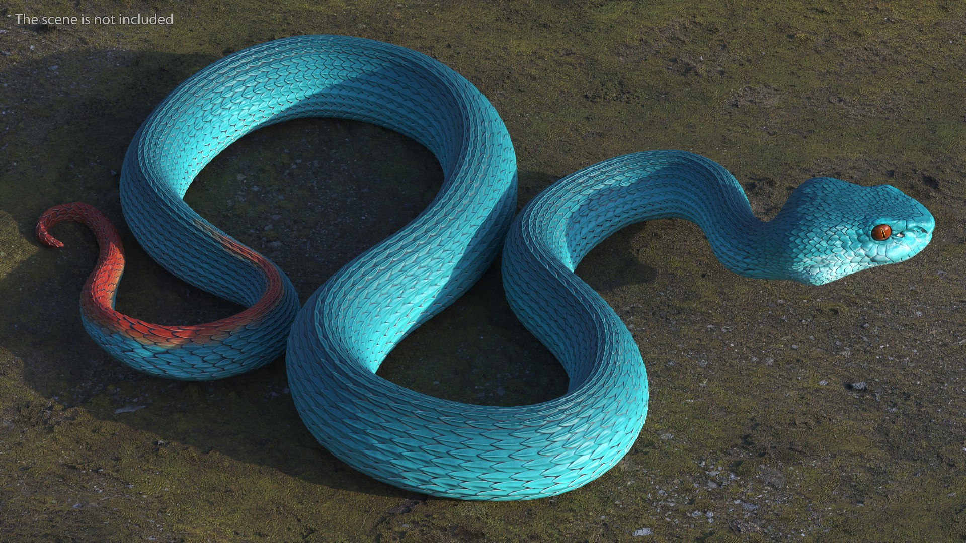 3D model Creeping Blue Viper Trimeresurus https://p.turbosquid.com/ts-thumb/Tw/uVgUtQ/3G/creepingbluevipertrimeresurusc4dmodel003/jpg/1691390158/1920x1080/fit_q87/2c2d8e1a1acb255e12fb29759621dd7b2a011229/creepingbluevipertrimeresurusc4dmodel003.jpg