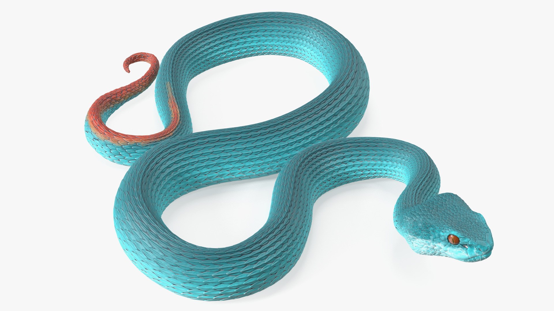Creeping Blue Viper Trimeresurus 3D model preview