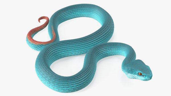 Atacando a Cobra Azul Trimeresurus Modelo 3D $79 - .3ds .blend