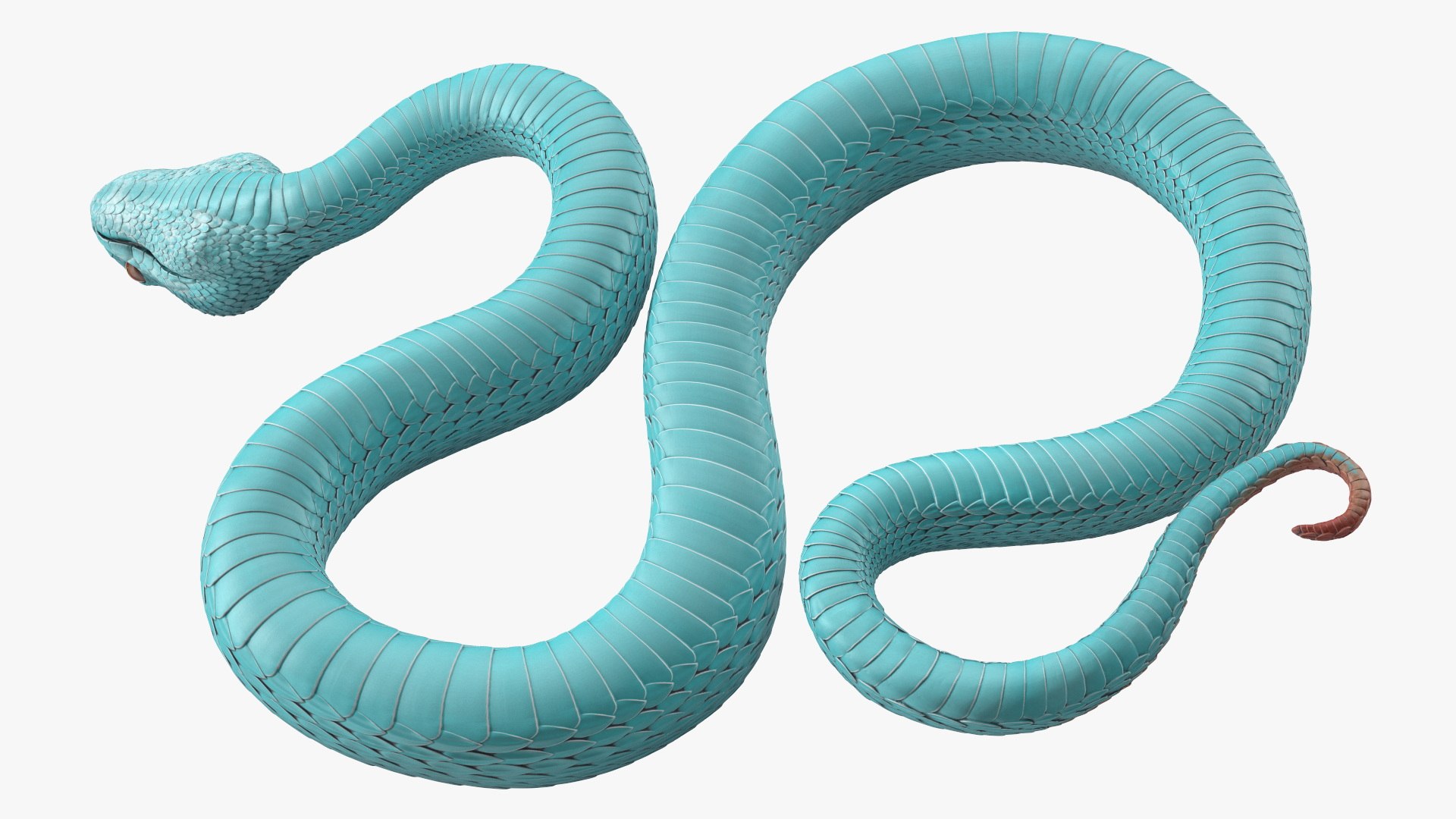 3D model Creeping Blue Viper Trimeresurus https://p.turbosquid.com/ts-thumb/Tw/uVgUtQ/AL/creepingbluevipertrimeresurusc4dmodel015/jpg/1691390218/1920x1080/fit_q87/605d246108f0388257be53682c94468732b1527d/creepingbluevipertrimeresurusc4dmodel015.jpg