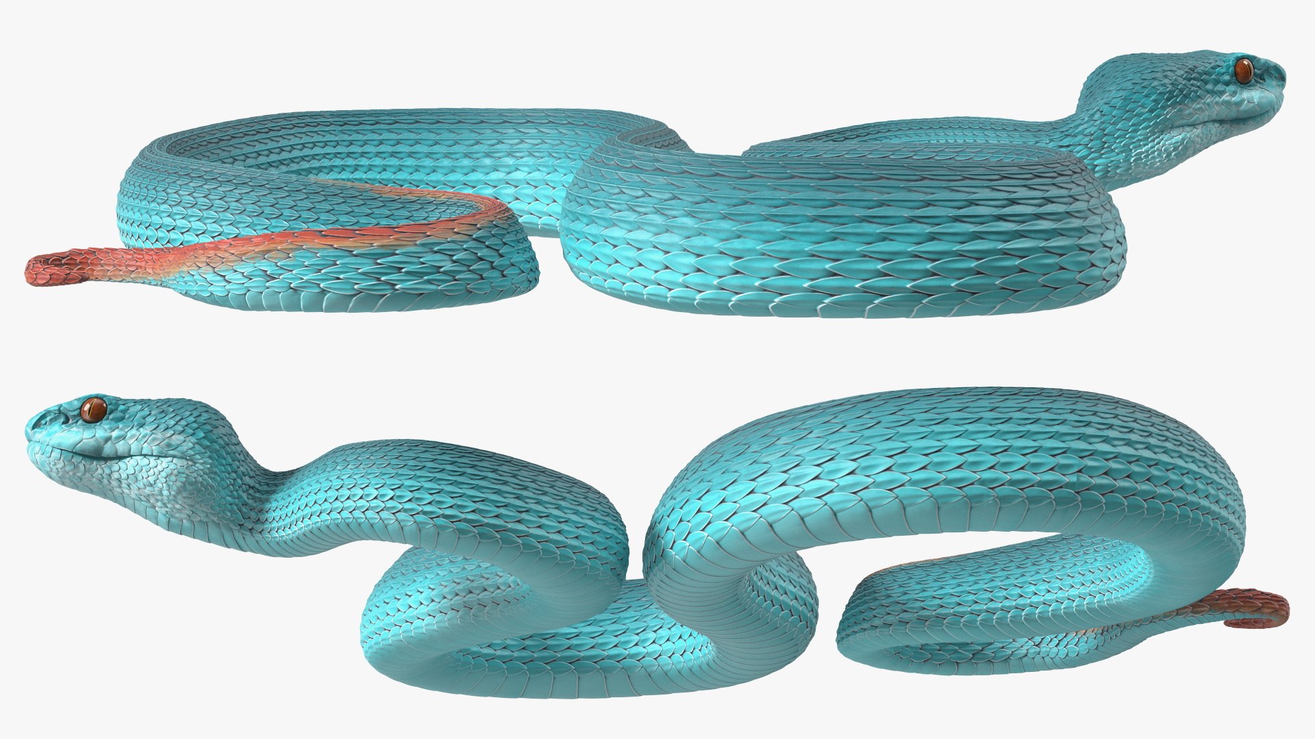 3D model Creeping Blue Viper Trimeresurus https://p.turbosquid.com/ts-thumb/Tw/uVgUtQ/JI/creepingbluevipertrimeresurusc4dmodel014/jpg/1691390214/1920x1080/fit_q87/482855998fe324c4adc61a17432f068a01e8fc03/creepingbluevipertrimeresurusc4dmodel014.jpg