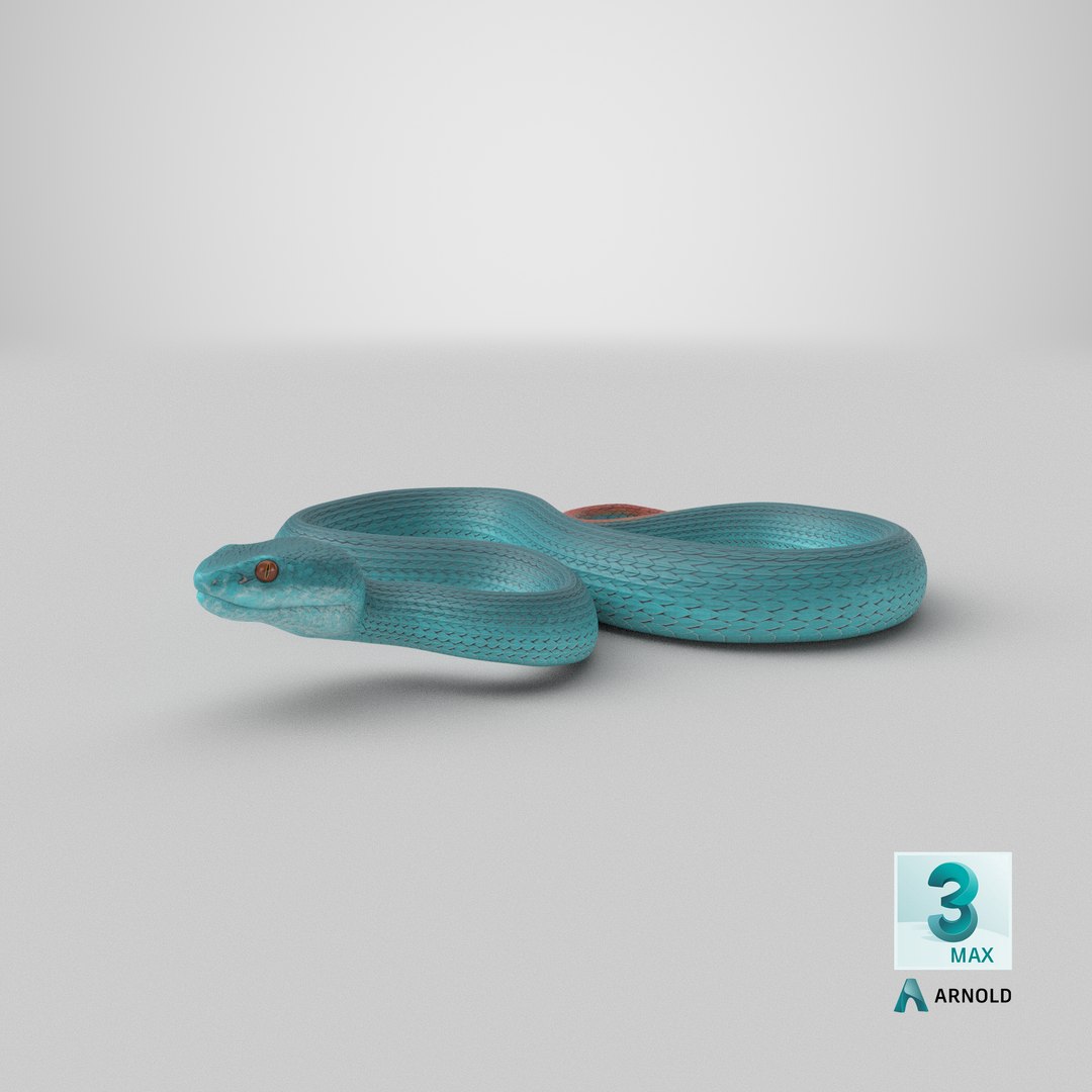 3D model Creeping Blue Viper Trimeresurus https://p.turbosquid.com/ts-thumb/Tw/uVgUtQ/LE/stemcell_max_arnold_render/png/1693902611/1920x1080/fit_q87/4f282685fa7347b5bfef7de2cfb640e190d1af1e/stemcell_max_arnold_render.jpg