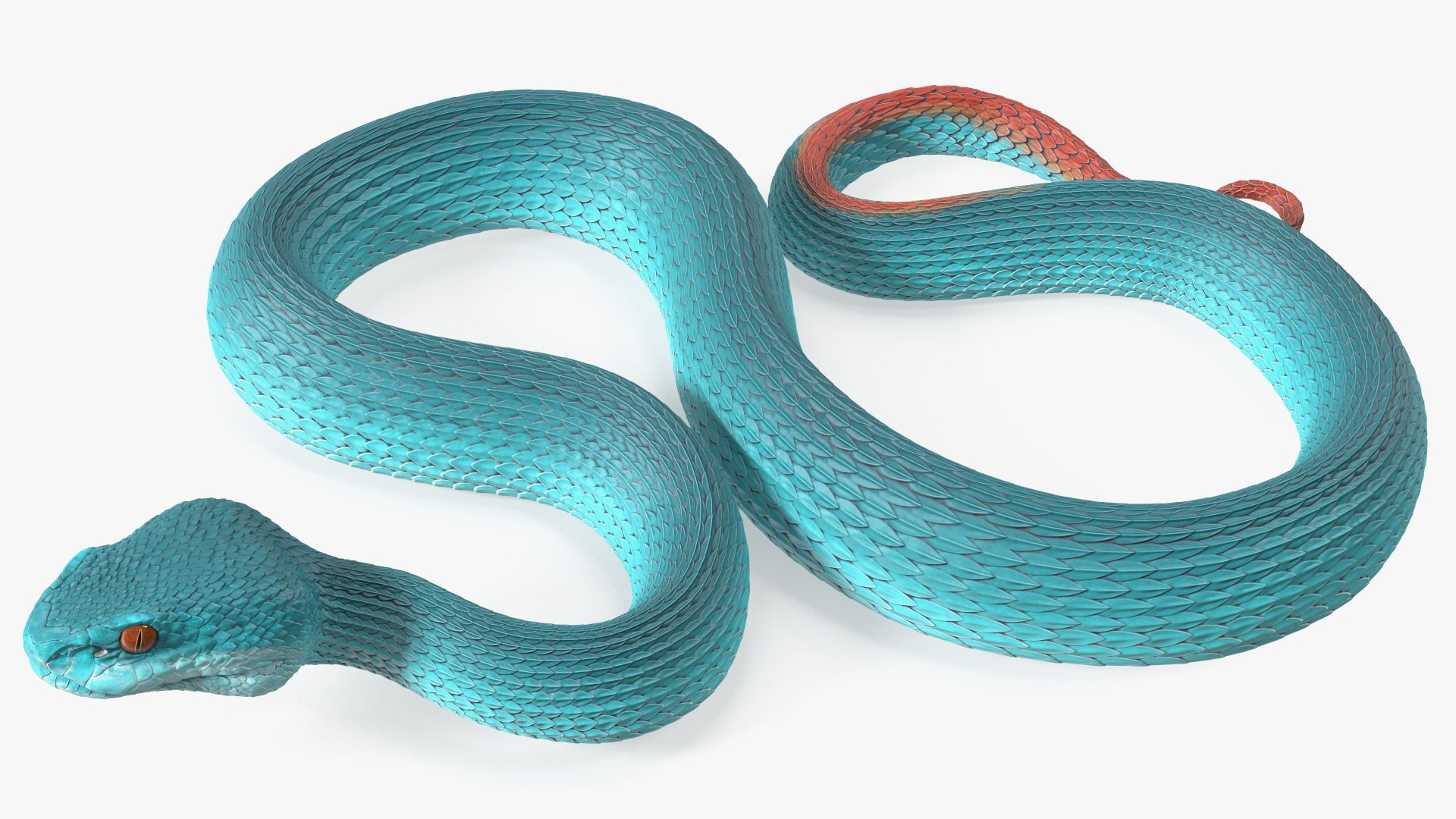 3D model Creeping Blue Viper Trimeresurus https://p.turbosquid.com/ts-thumb/Tw/uVgUtQ/Su/creepingbluevipertrimeresurusc4dmodel011/jpg/1691390201/1920x1080/fit_q87/9a2e4d200f6f0eb1fc1ada01d9105cdae3157cd4/creepingbluevipertrimeresurusc4dmodel011.jpg