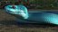Víbora Azul Rastejante Trimeresurus