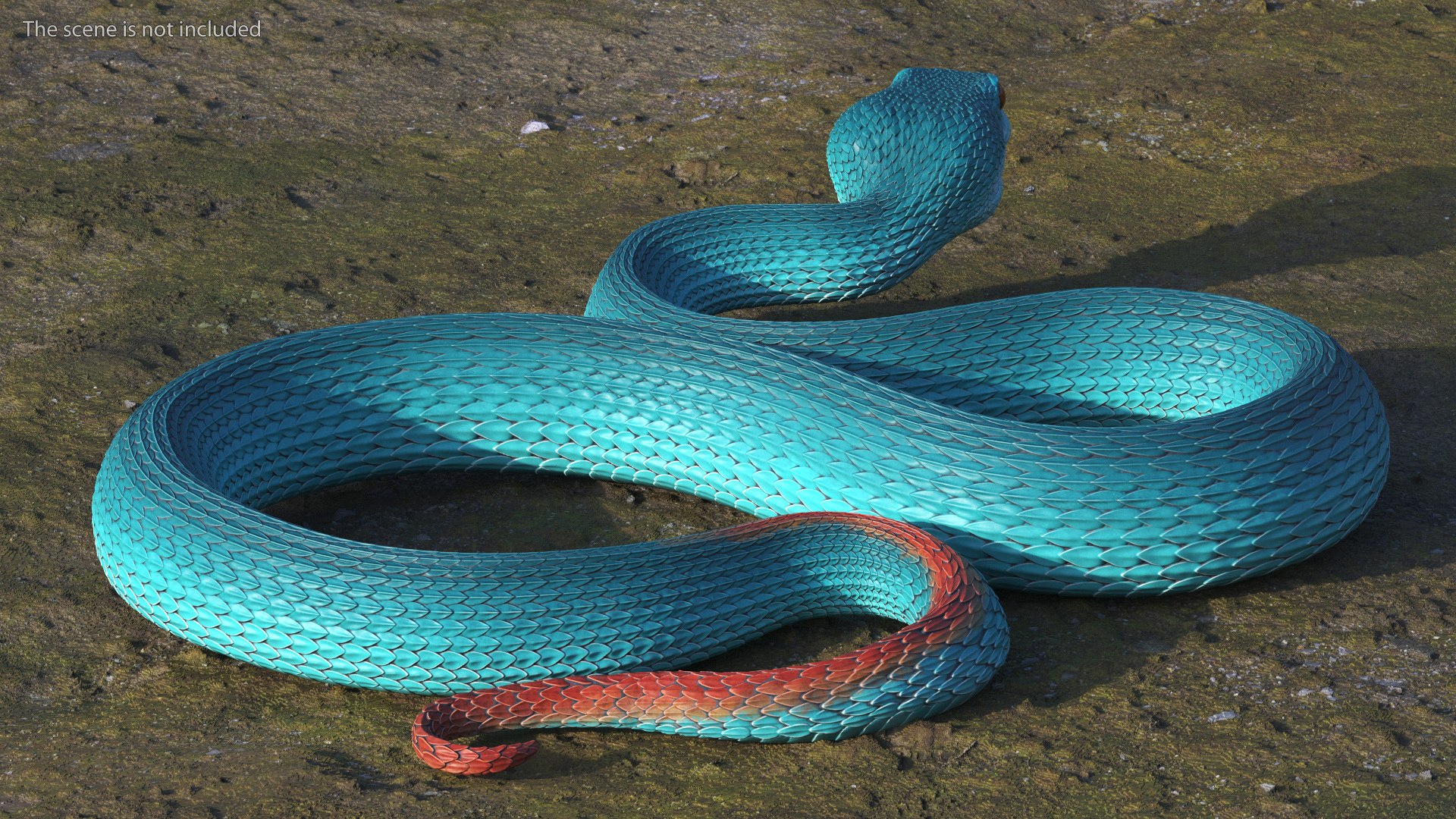 3D model Creeping Blue Viper Trimeresurus https://p.turbosquid.com/ts-thumb/Tw/uVgUtQ/Vr/creepingbluevipertrimeresurusc4dmodel006/jpg/1691390176/1920x1080/fit_q87/21d13cc846208a93601799fd9f25cb7319230f01/creepingbluevipertrimeresurusc4dmodel006.jpg