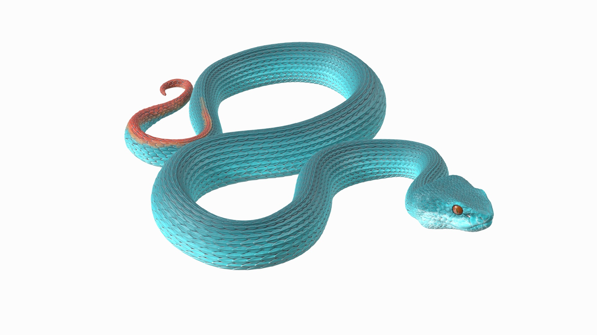 3D model Creeping Blue Viper Trimeresurus https://p.turbosquid.com/ts-thumb/Tw/uVgUtQ/Xw/creeping_blue_viper_trimeresurus_360/jpg/1691389704/1920x1080/turn_fit_q99/a495e76aad125a1e67b68788e2f233e0e6d7af8a/creeping_blue_viper_trimeresurus_360-1.jpg