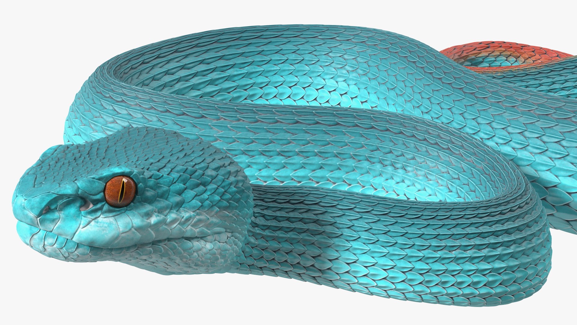 3D model Creeping Blue Viper Trimeresurus https://p.turbosquid.com/ts-thumb/Tw/uVgUtQ/Y6/creepingbluevipertrimeresurusc4dmodel016/jpg/1691390224/1920x1080/fit_q87/2b005014cf3ffbf801cfd5f8a837571ef04f3e87/creepingbluevipertrimeresurusc4dmodel016.jpg
