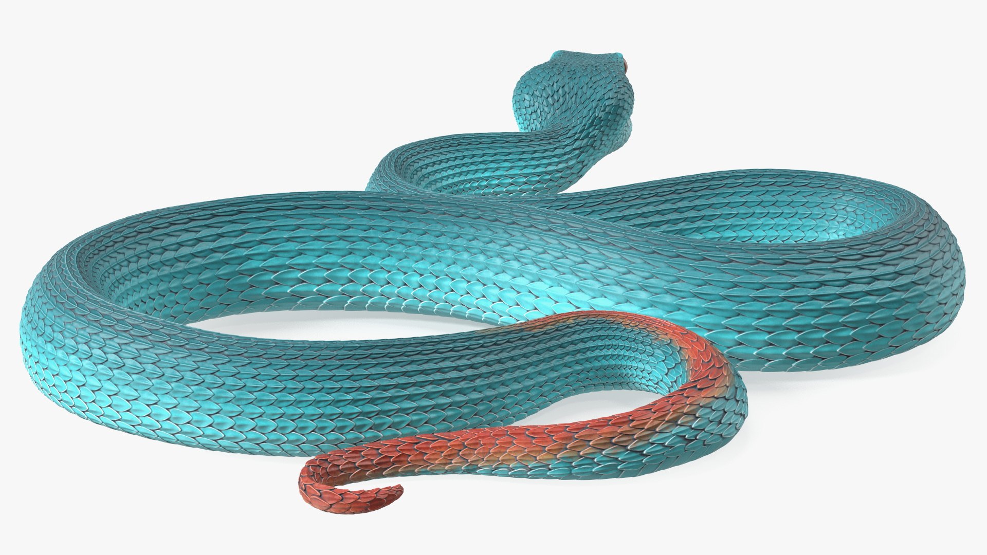 3D model Creeping Blue Viper Trimeresurus https://p.turbosquid.com/ts-thumb/Tw/uVgUtQ/d6/creepingbluevipertrimeresurusc4dmodel013/jpg/1691390209/1920x1080/fit_q87/8712bbc49ecdb0a8422ab7a40faaca8f63aa033d/creepingbluevipertrimeresurusc4dmodel013.jpg