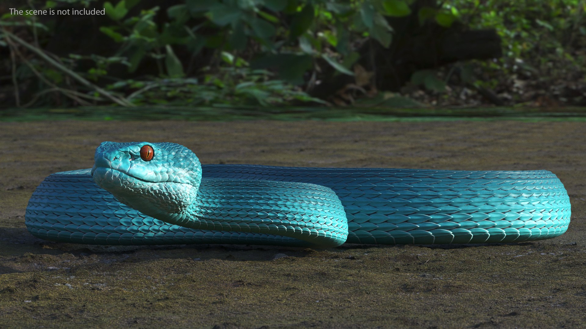 3D model Creeping Blue Viper Trimeresurus https://p.turbosquid.com/ts-thumb/Tw/uVgUtQ/f7/creepingbluevipertrimeresurusc4dmodel004/jpg/1691390165/1920x1080/fit_q87/2b2cc8623e28398cdfe9392810161a4fa5eaa585/creepingbluevipertrimeresurusc4dmodel004.jpg
