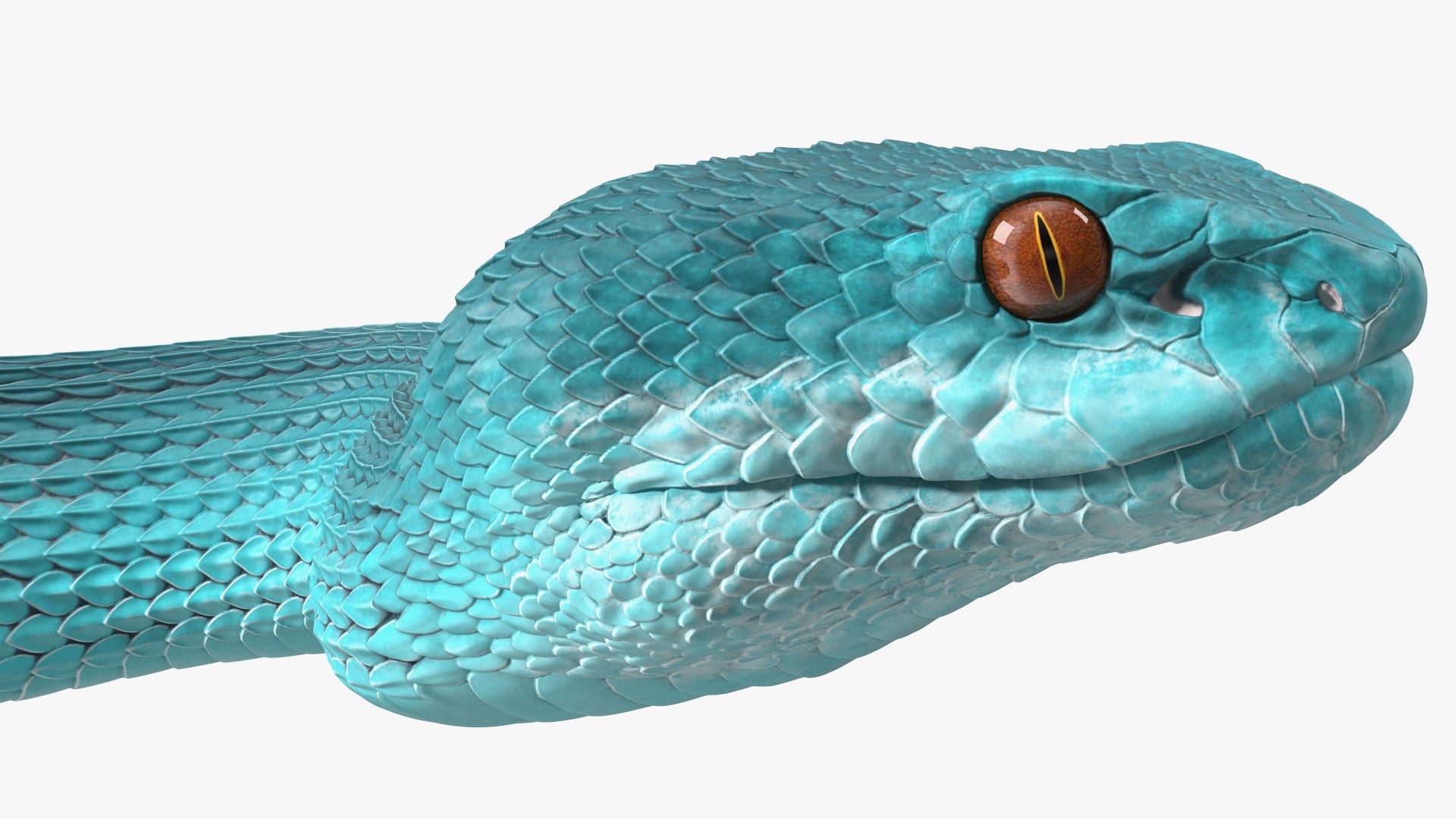 3D model Creeping Blue Viper Trimeresurus https://p.turbosquid.com/ts-thumb/Tw/uVgUtQ/l7/creepingbluevipertrimeresurusc4dmodel017/jpg/1691390228/1920x1080/fit_q87/17de8877205a19b618332949781ef457dde95474/creepingbluevipertrimeresurusc4dmodel017.jpg