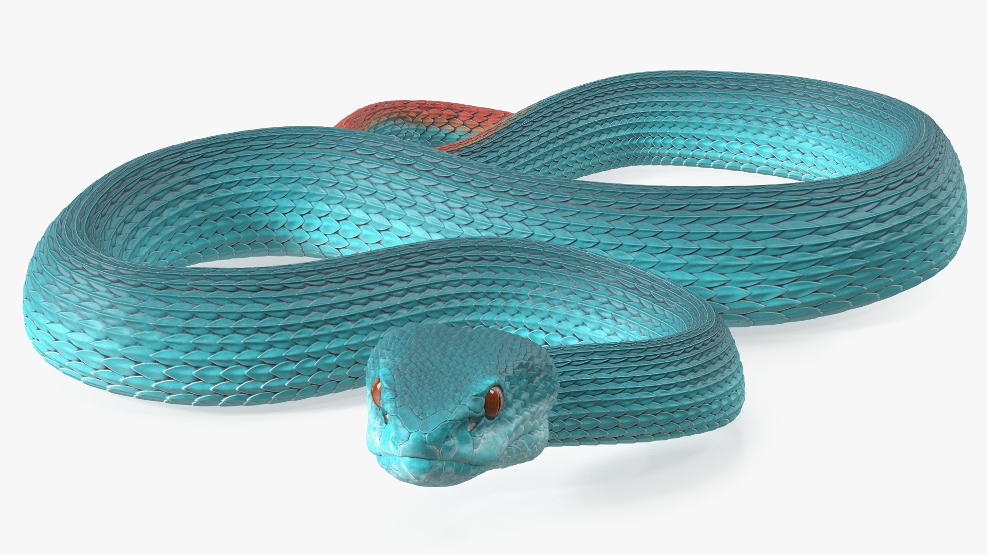 3D model Creeping Blue Viper Trimeresurus https://p.turbosquid.com/ts-thumb/Tw/uVgUtQ/pE/creepingbluevipertrimeresurusc4dmodel010/jpg/1691390196/1920x1080/fit_q87/cde9009901ab96029b5874ff727bcd9f9be86e3d/creepingbluevipertrimeresurusc4dmodel010.jpg