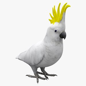 max sulphur-crested cockatoo bird