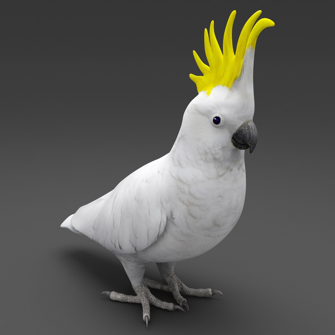 max sulphur-crested cockatoo bird