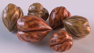 jojoba fruits 3D model