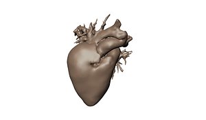 Heart Human