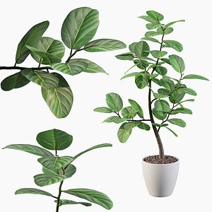 Ficus benghalensis
