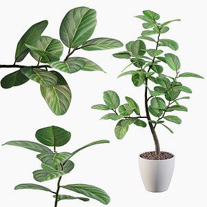 Ficus benghalensis