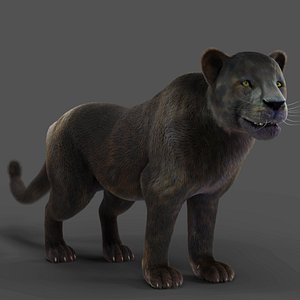 Fur Black Panther Rigged in Blender 3D model