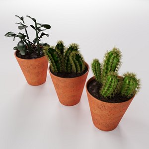 3D Succulent Potted Plants