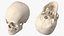 3d model of male human skull