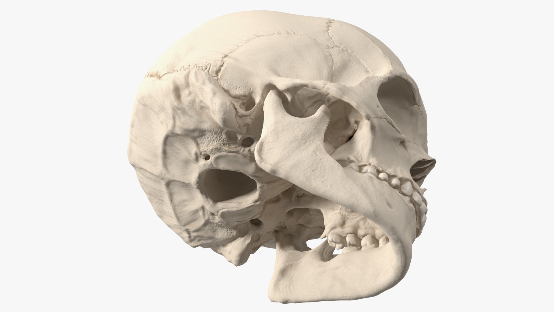 3d model of male human skull https://p.turbosquid.com/ts-thumb/Ty/30NpkW/BM/male_human_skull_012/jpg/1624961301/1920x1080/fit_q87/c10b3d22e3d473d5769540a903cdbec3a269f33e/male_human_skull_012.jpg