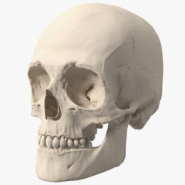 Revell 　レベル　human skull 人間の頭蓋骨模型キット 未組立 Human Skull Model Kit by Revell 1:1 Scale - Etsy Singapore
