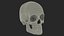 Male Human Skull