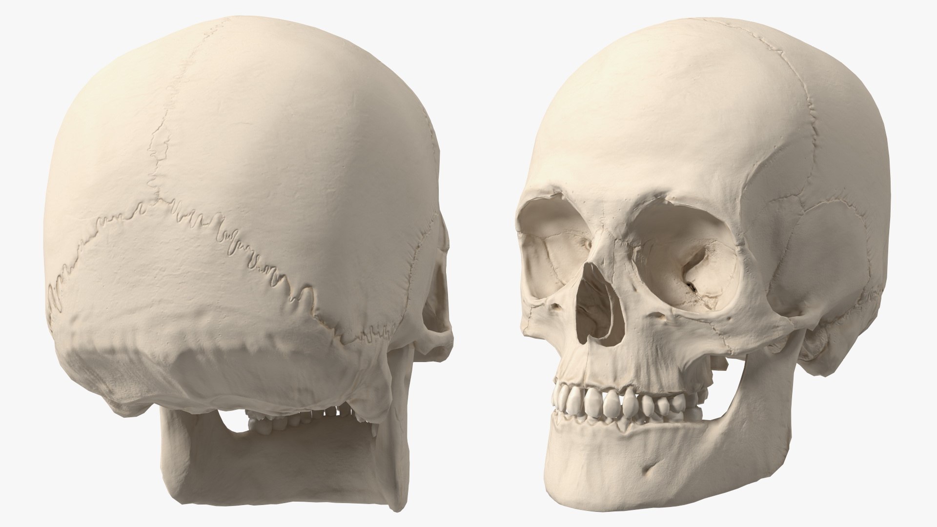Anatomical Human Skulls Collection 2 model https://p.turbosquid.com/ts-thumb/Ty/30NpkW/eB/male_human_skull_002/jpg/1790094754/1920x1080/fit_q87/b85ed21e1455a0d94161ead0135f990a90d5278d/male_human_skull_002.jpg