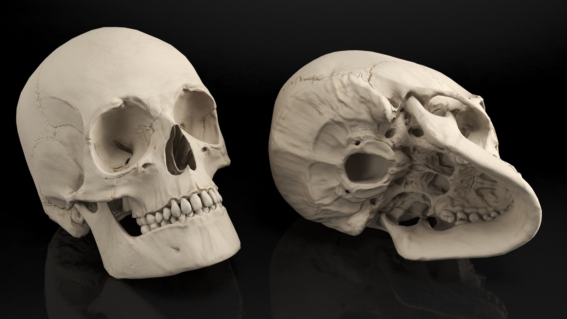3d model of male human skull https://p.turbosquid.com/ts-thumb/Ty/30NpkW/zo/male_human_skull_013/jpg/1624961307/1920x1080/fit_q87/0805efd96f4cdfce53141f2db5801b5b86e23a5a/male_human_skull_013.jpg