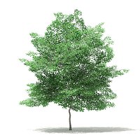 Tulip Tree 3D Model 7m