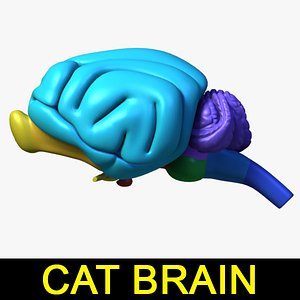 max cat brain