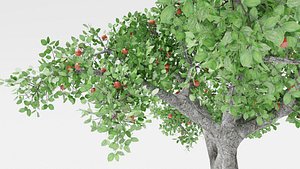 3D Malus domestica Apple tree model