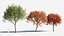 3D Acer monspessulanum tree-2