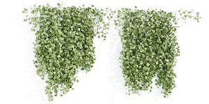 Hanging ivy collection vol 49-Blender 3D model