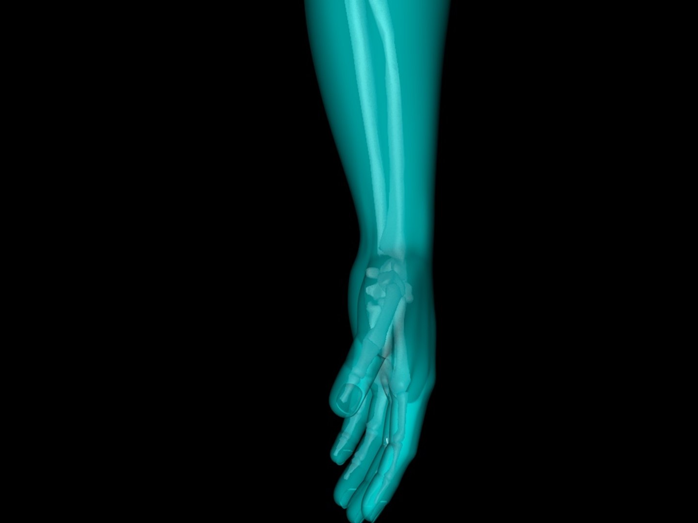 c4d medically accurate x hand